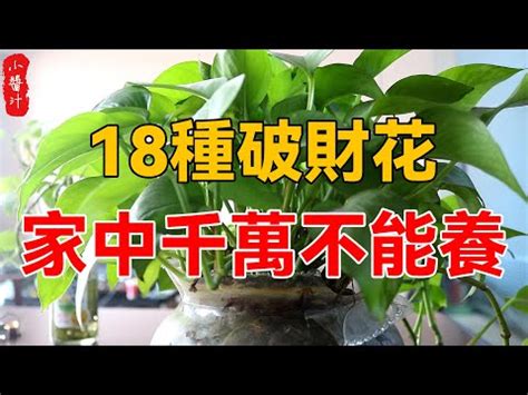 門口種雞蛋花風水|雞蛋花風水：如何招財進寶？